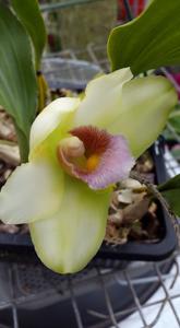 Bifrenaria inodora