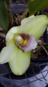 Bifrenaria inodora