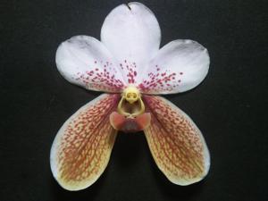 Vanda sanderiana