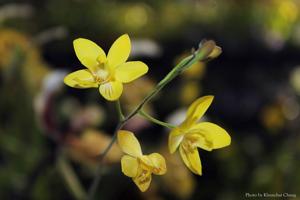 Spathoglottis affinis