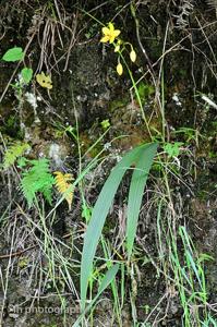 Spathoglottis aurea