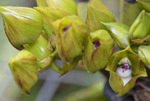 Bifrenaria tetragona