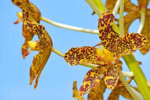 Grammatophyllum speciosum