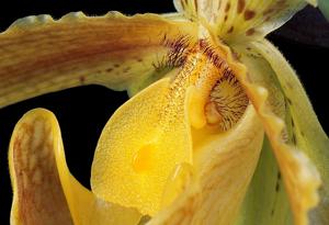 Paphiopedilum insigne