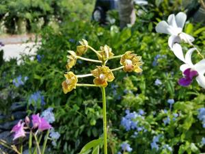 Dendrobium bifalce