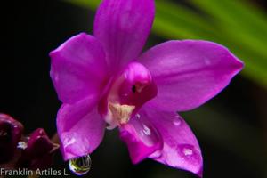 Spathoglottis plicata