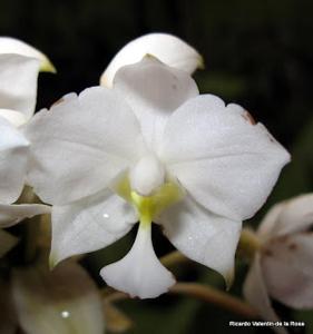 Spathoglottis plicata