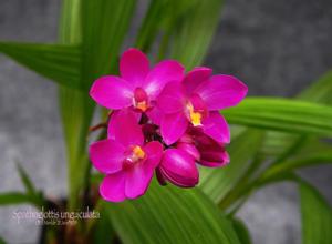 Spathoglottis unguiculata