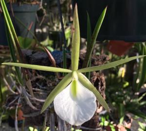 Brassavola tuberculata