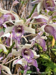 Dendrobium nindii