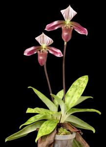 Paphiopedilum purpuratum