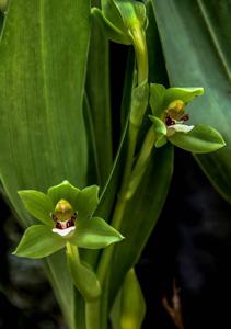 Neogardneria murrayana