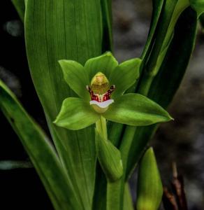 Neogardneria murrayana