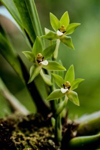 Neogardneria murrayana