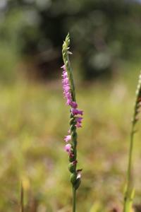 Spiranthes sinensis