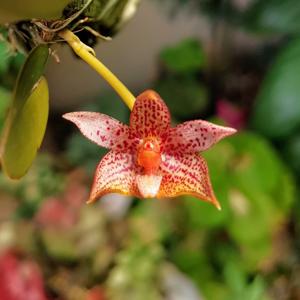 Bulbophyllum tortum