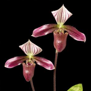 Paphiopedilum purpuratum