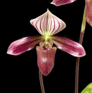 Paphiopedilum purpuratum