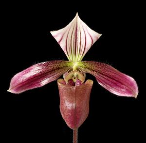 Paphiopedilum purpuratum