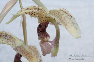 Stanhopea dodsoniana