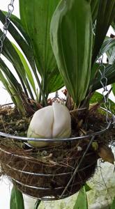 Stanhopea ecornuta