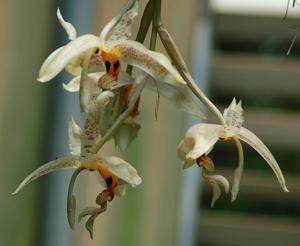 Stanhopea florida