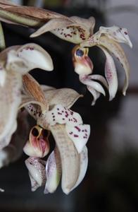 Stanhopea gibbosa