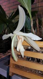 Stanhopea grandiflora