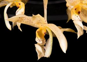 Stanhopea jenischiana