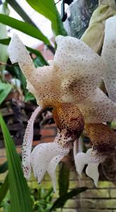 Stanhopea napoensis