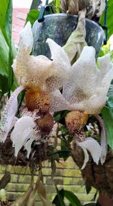 Stanhopea napoensis