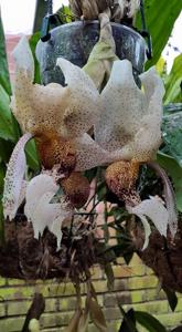 Stanhopea napoensis