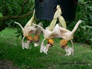 Stanhopea napoensis