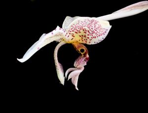 Stanhopea oculata