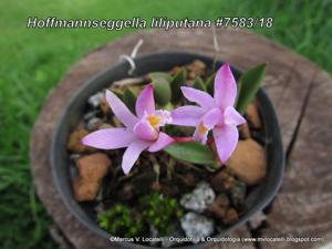 Cattleya liliputana