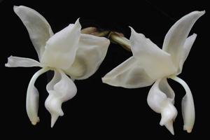 Stanhopea reichenbachiana