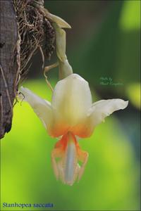 Stanhopea saccata