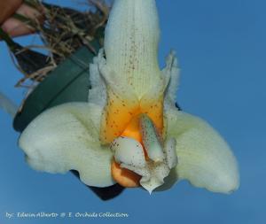 Stanhopea saccata