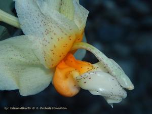 Stanhopea saccata