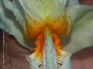 Stanhopea saccata