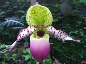 Paphiopedilum dodyanum