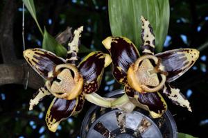 Stanhopea tigrina var. nigroviolacea