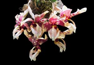 Stanhopea tigrina