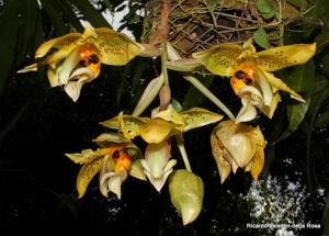 Stanhopea wardii