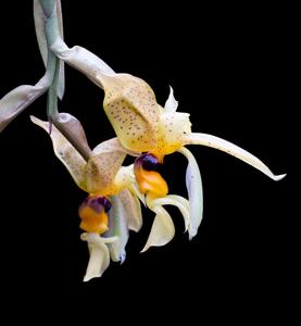 Stanhopea wardii