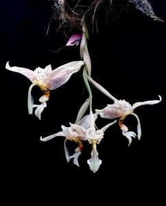 Stanhopea oculata