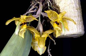 Stanhopea wardii