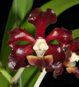 Vanda merrillii