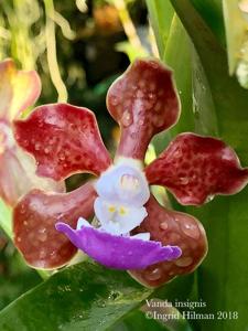 Vanda insignis