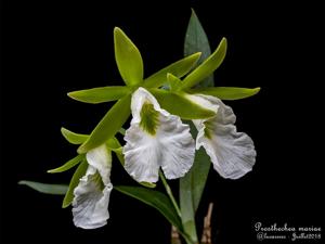 Prosthechea mariae